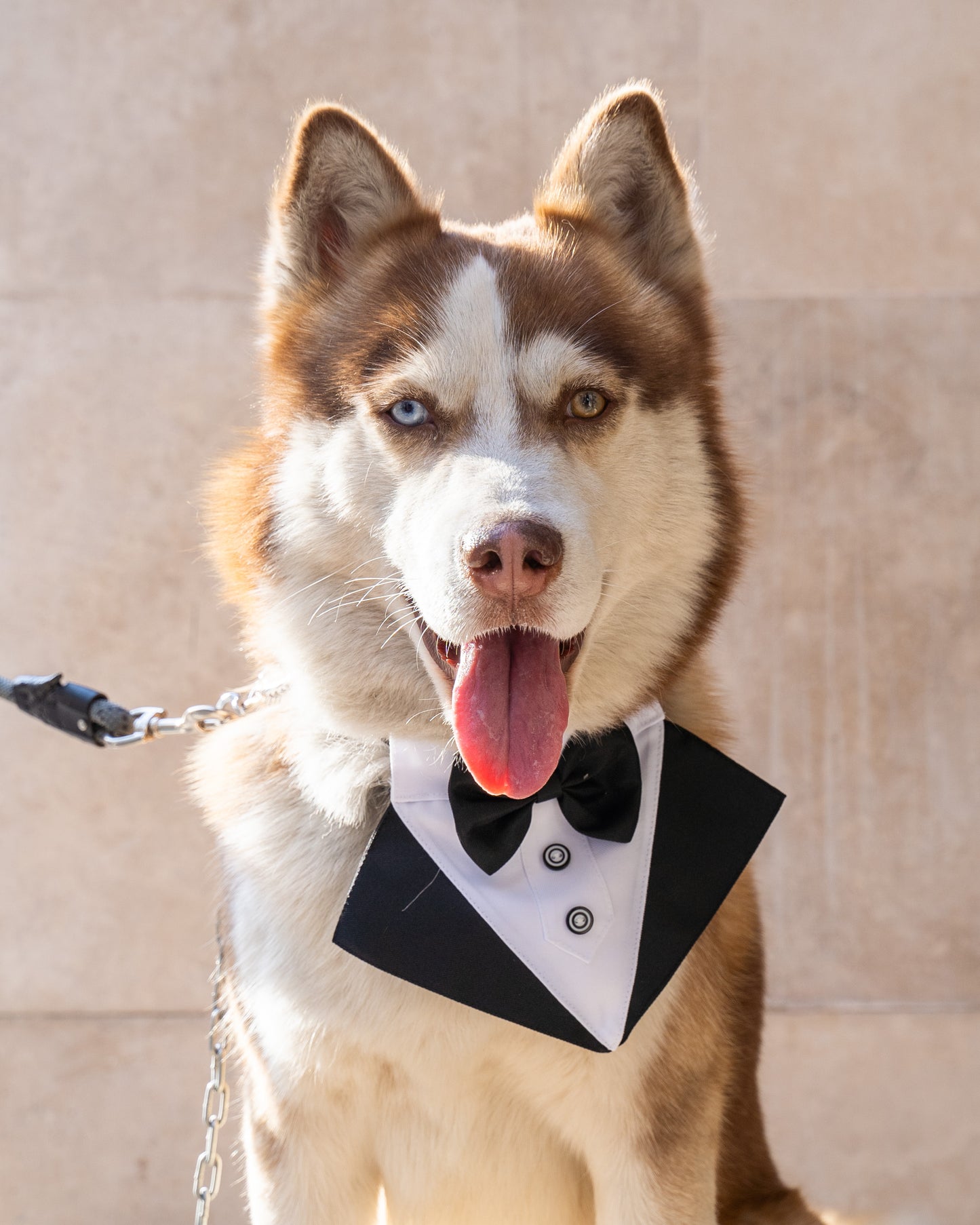 Tuxedo Para Mascotas