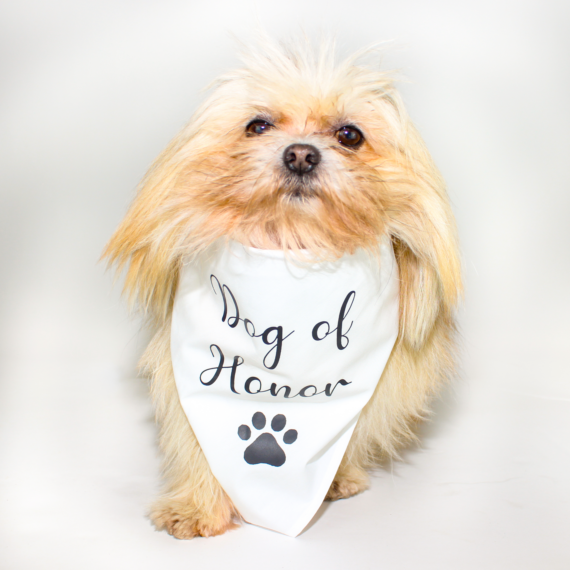 Bandanda "Dog of Honor"