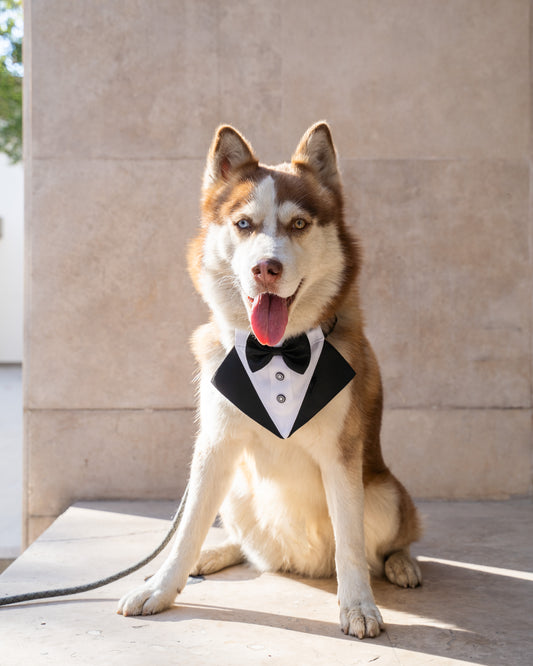 Collar de tuxedo para mascota